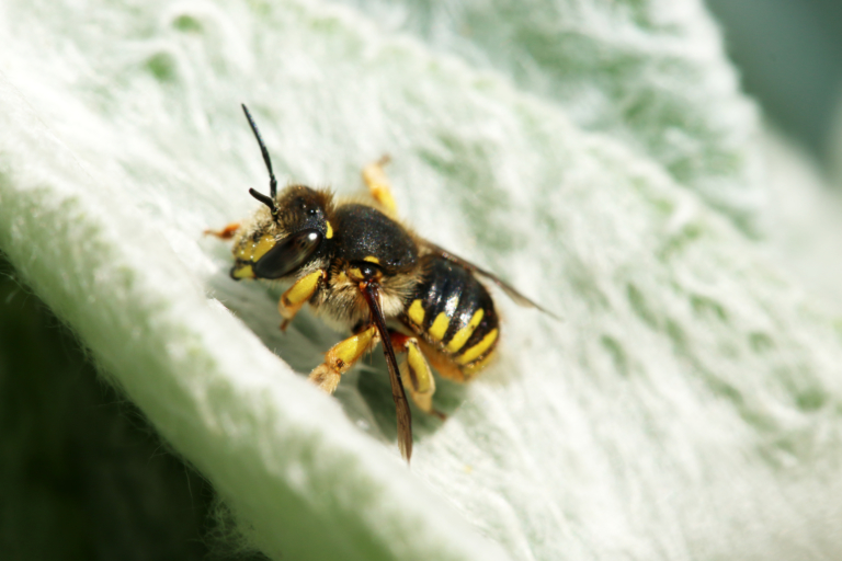 Abeille cotonnière